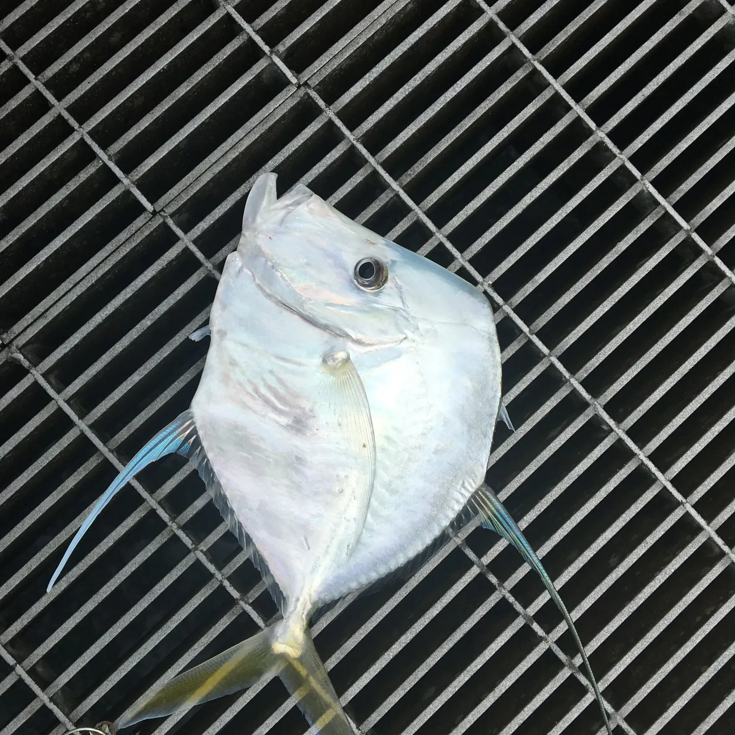 The most recent Lookdown catches on Fishbrain