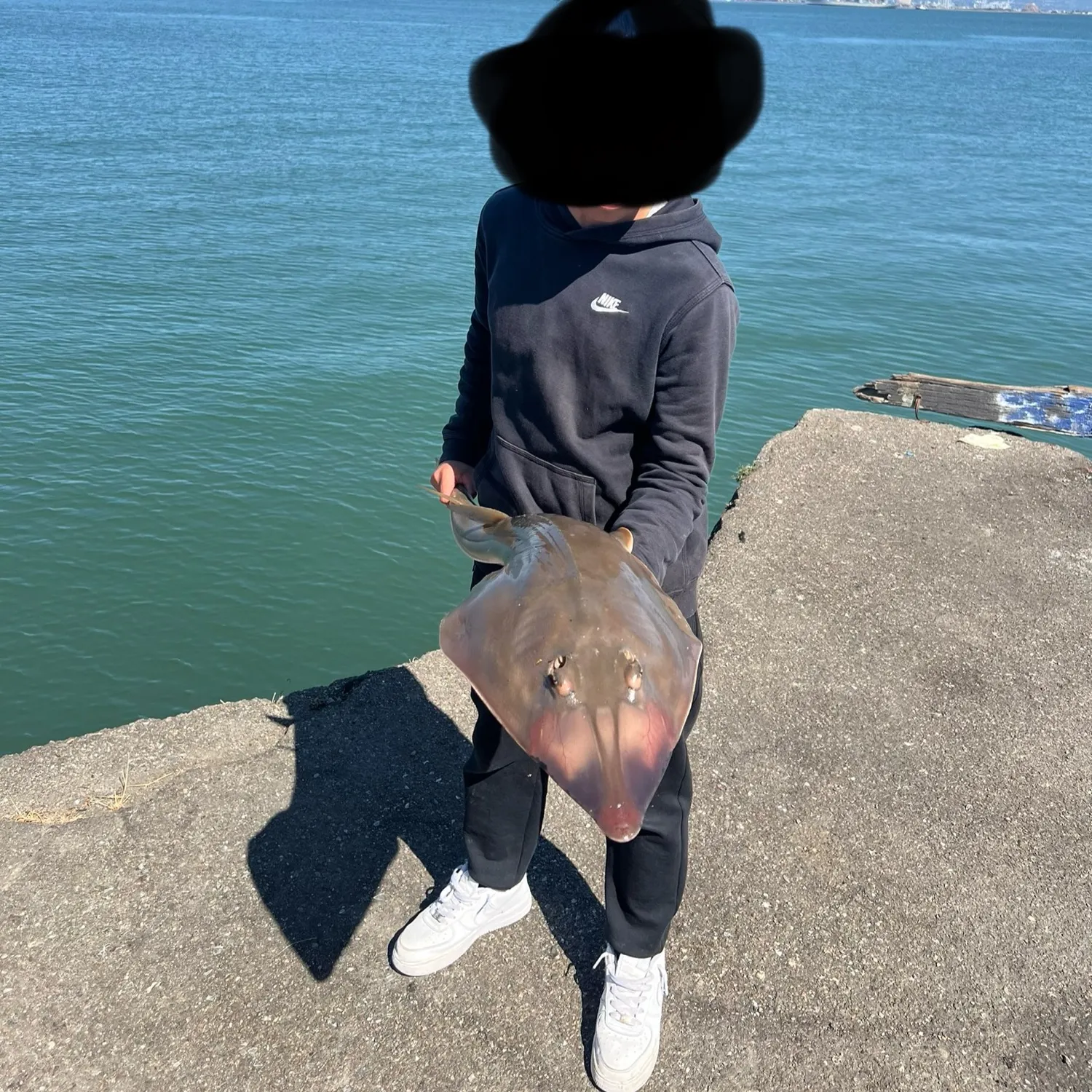 Pacific shovelnose guitarfish caught on Fishbrain