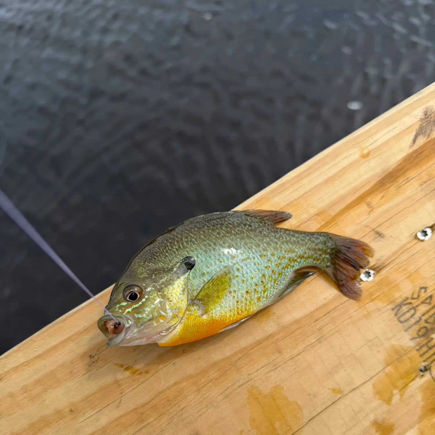 recently logged catches