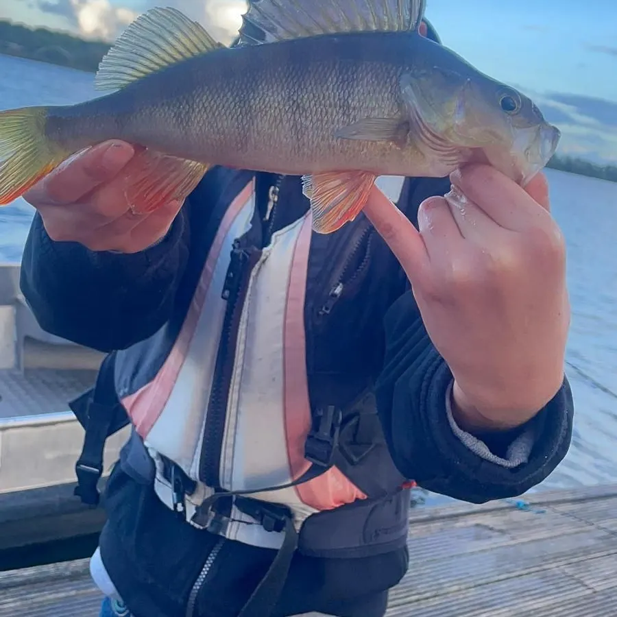 European perch caught on Fishbrain