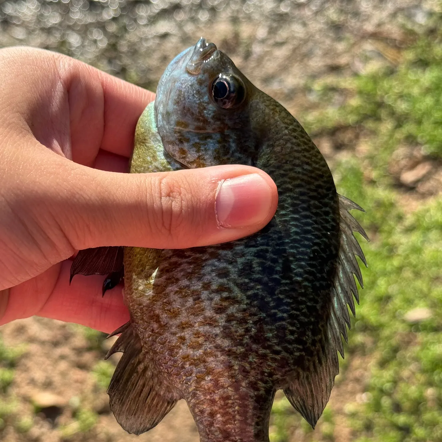 Pumpkingill hybrid caught on Fishbrain
