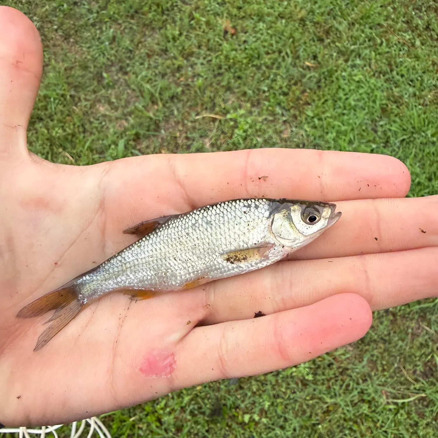 The most recent Ohrid minnow catches on Fishbrain