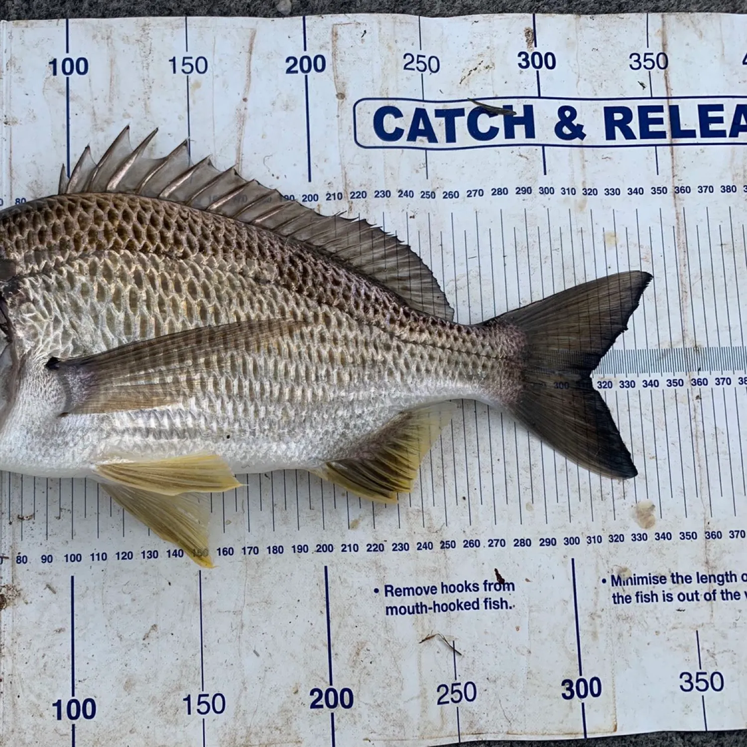 recently logged catches