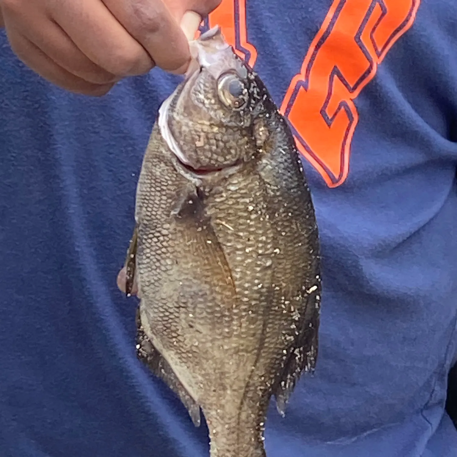 The most recent Striped seaperch catches on Fishbrain