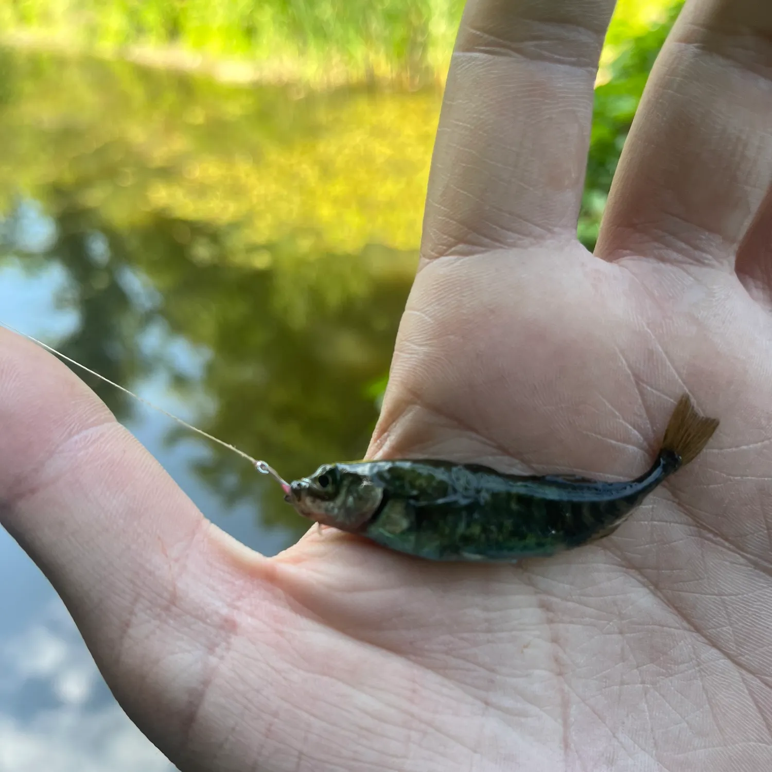 The most recent Three-spined stickleback catches on Fishbrain