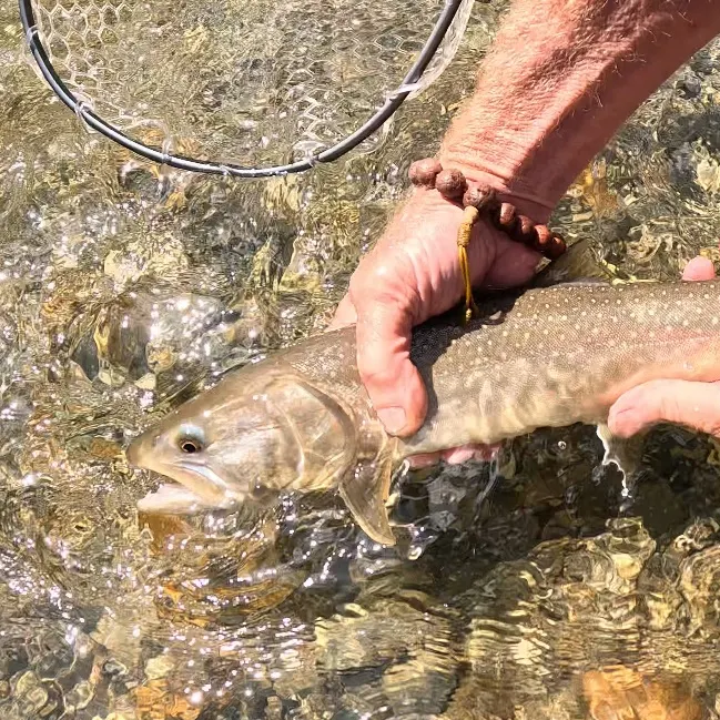 The most recent Bull trout catches on Fishbrain