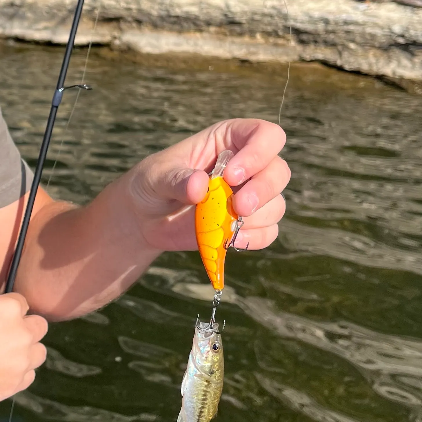 Spotted bass caught on Fishbrain