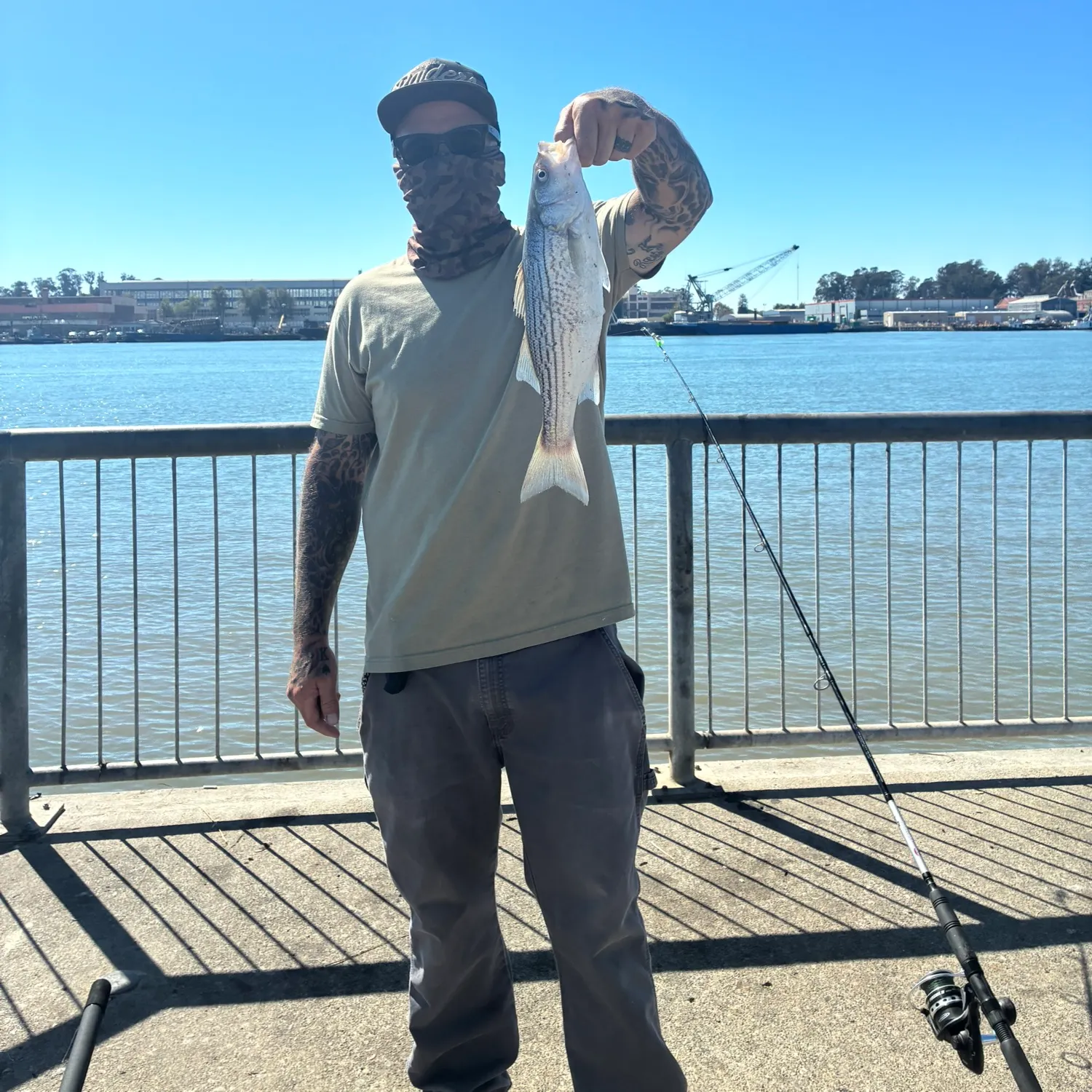 Striped bass caught on Fishbrain