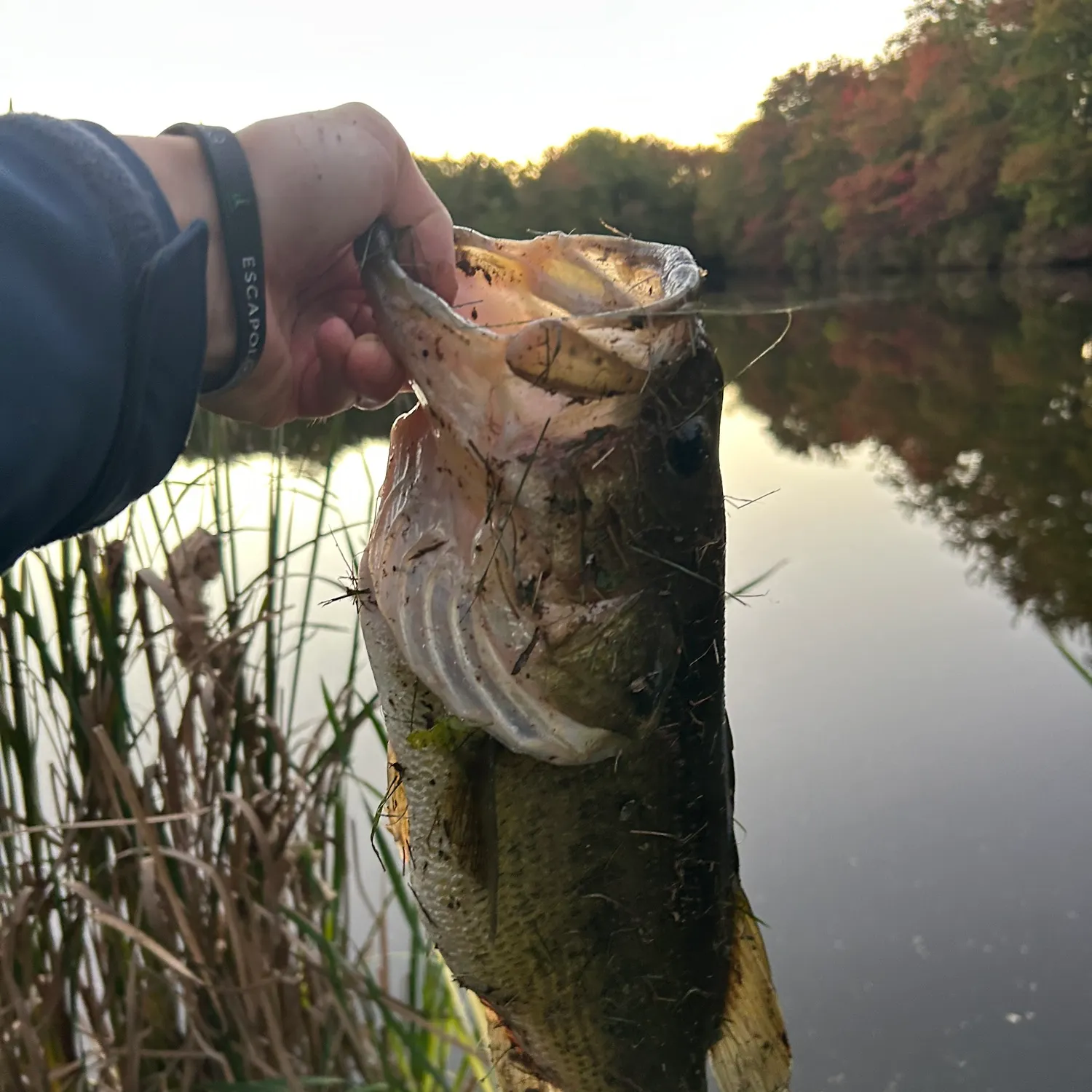 Largemouth bass caught on Fishbrain