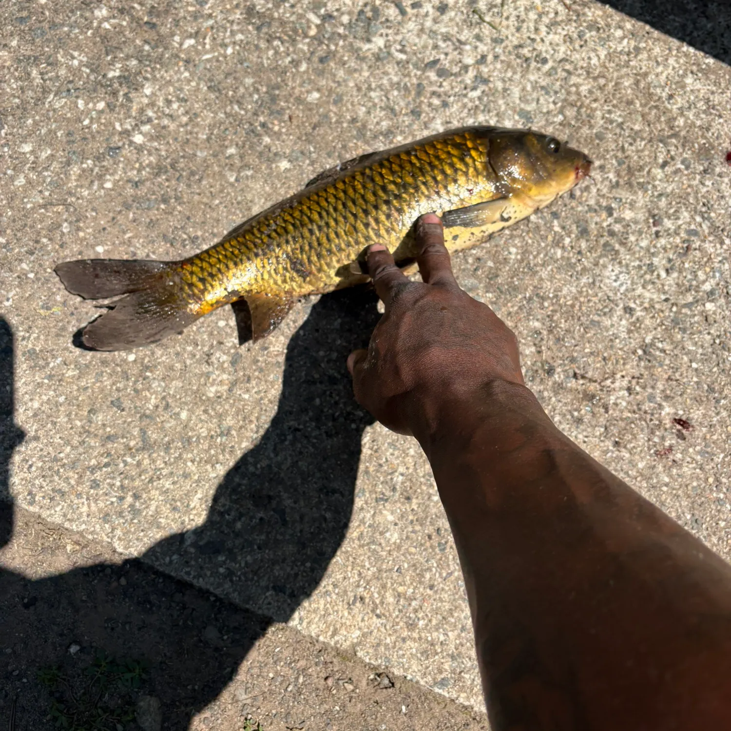 The most recent Common carp catches on Fishbrain
