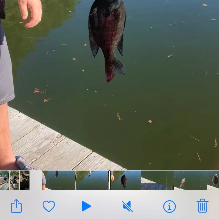 recently logged catches