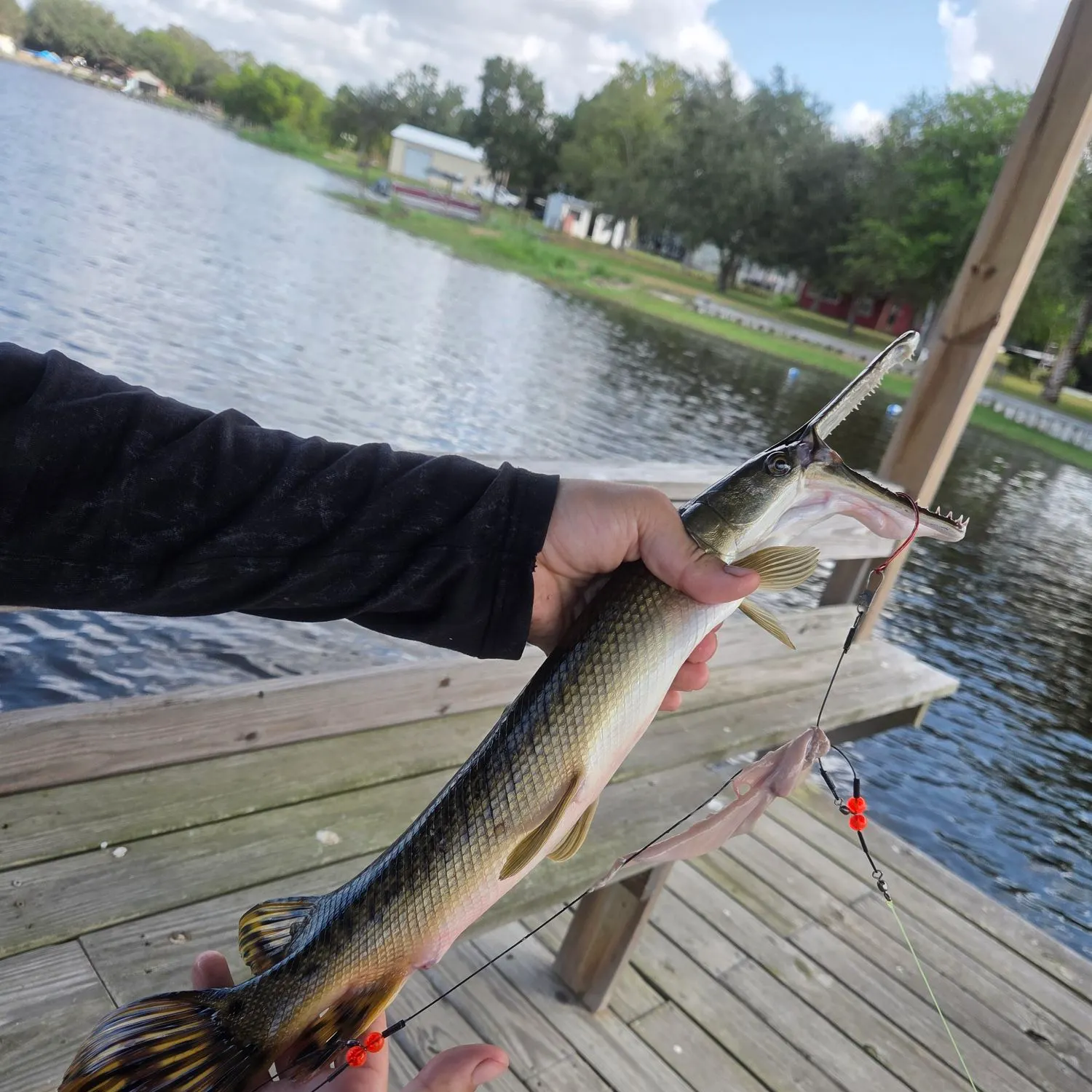 Spotted gar caught on Fishbrain