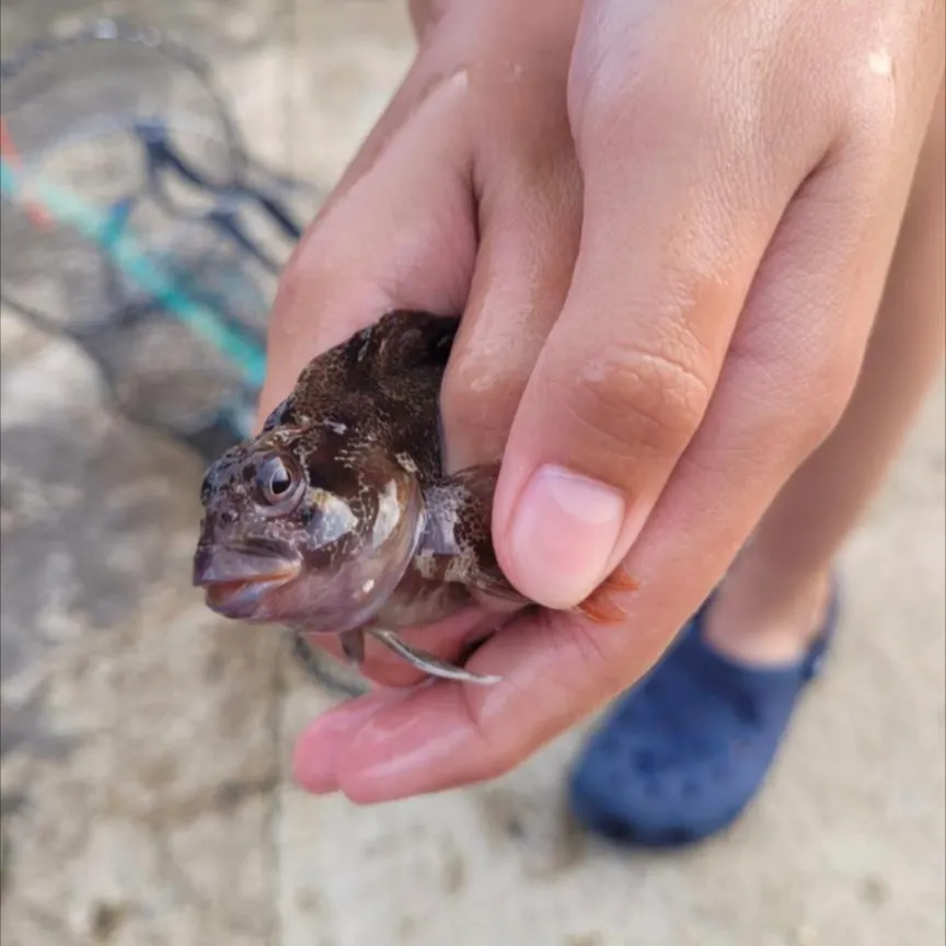 The most recent Giant goby catches on Fishbrain