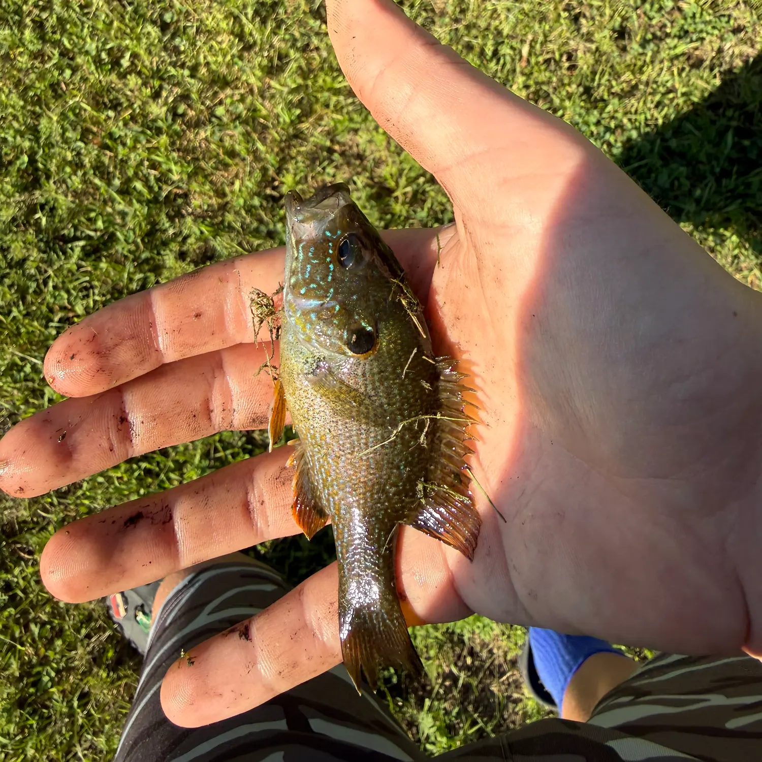 Green sunfish caught on Fishbrain