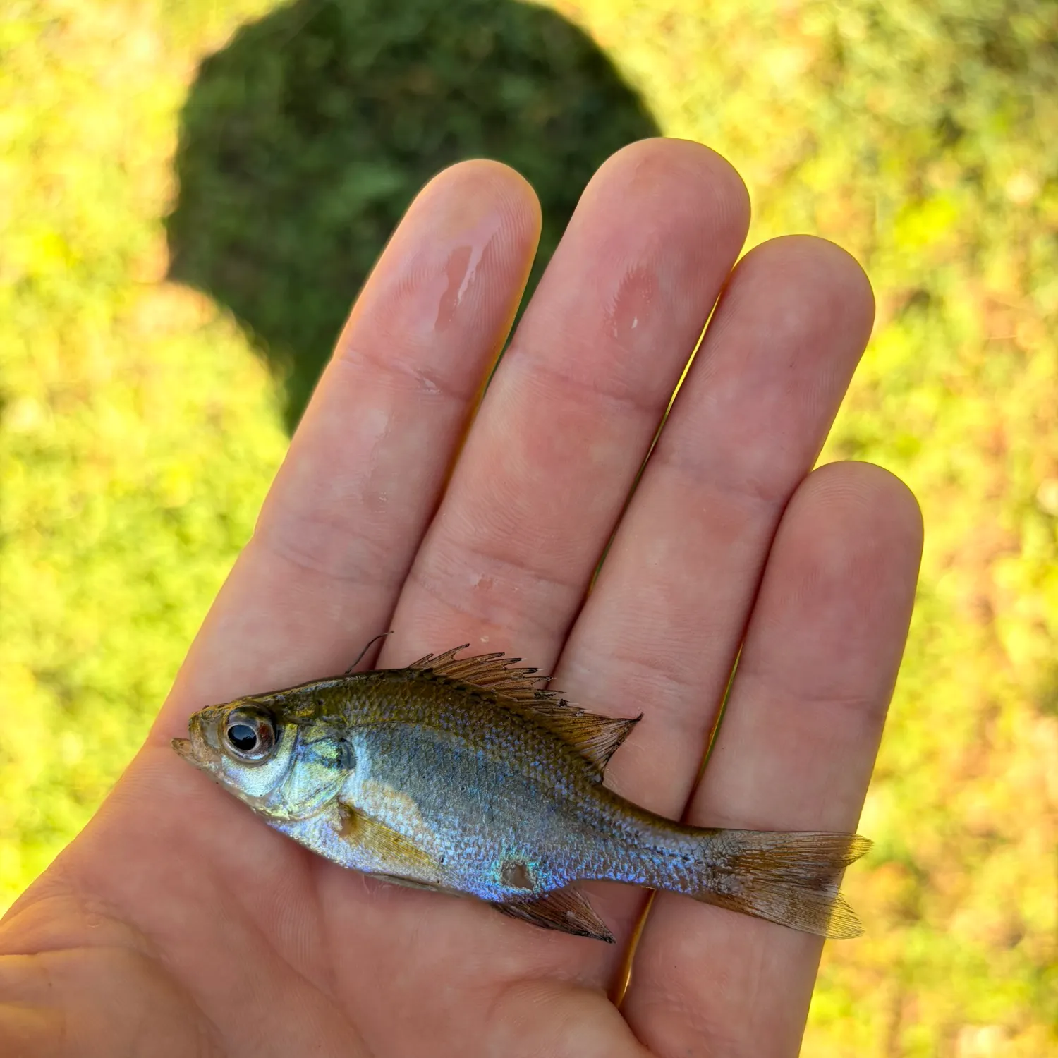 The most recent Redspotted sunfish catches on Fishbrain