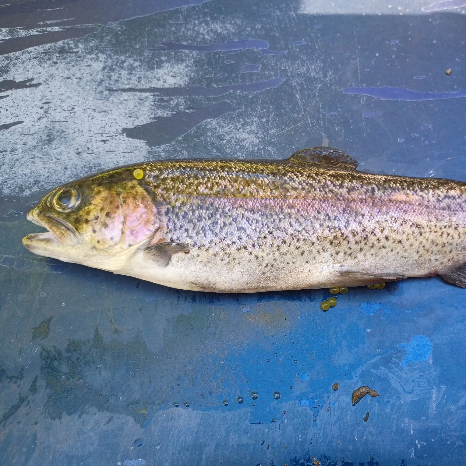 Rainbow trout caught on Fishbrain
