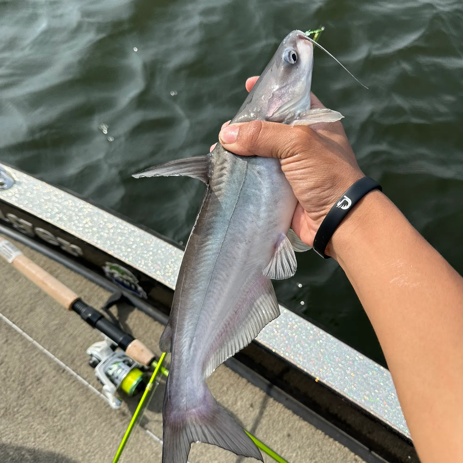 Blue catfish caught on Fishbrain