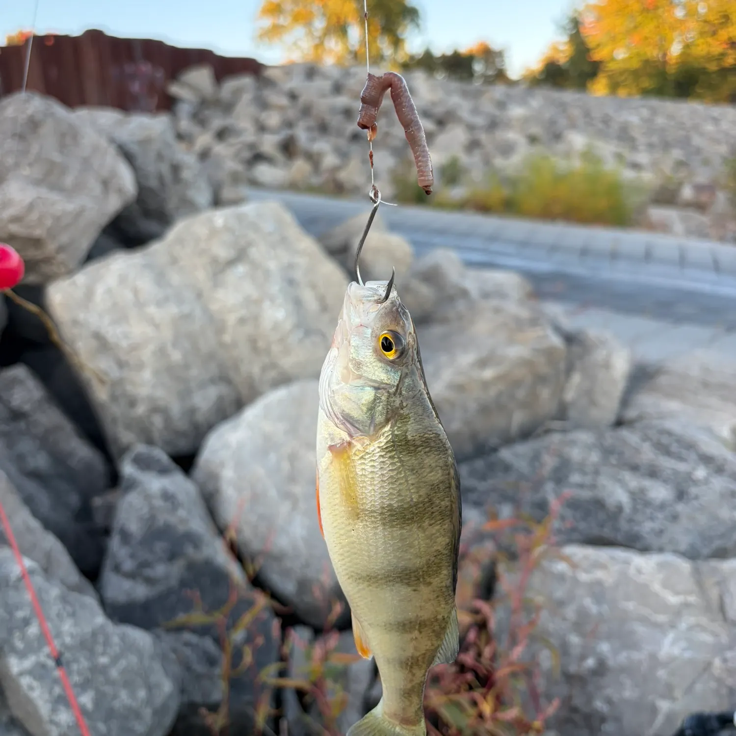 Yellow perch caught on Fishbrain