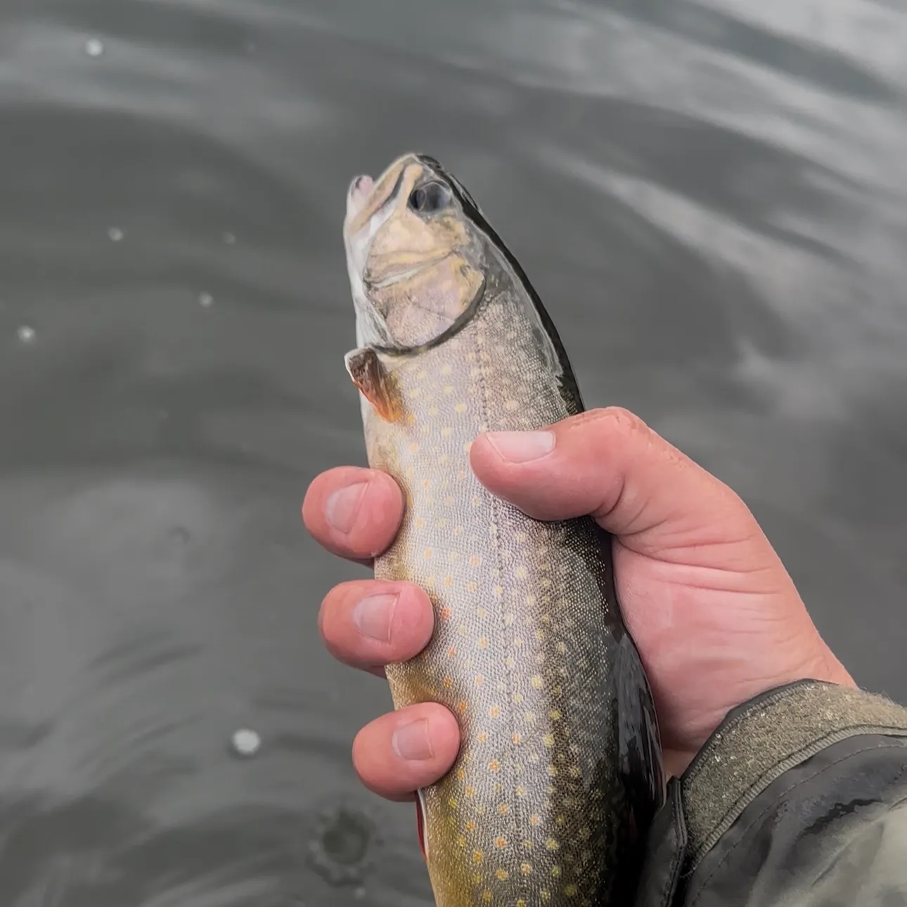 Splake caught on Fishbrain