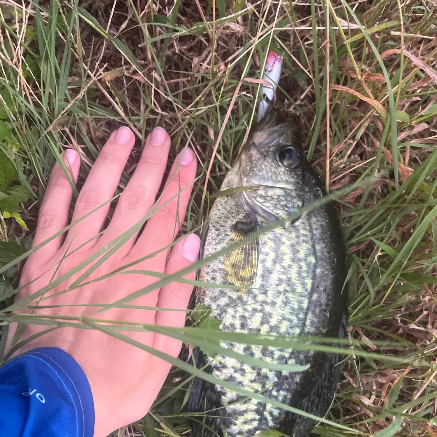 Black crappie caught on Fishbrain