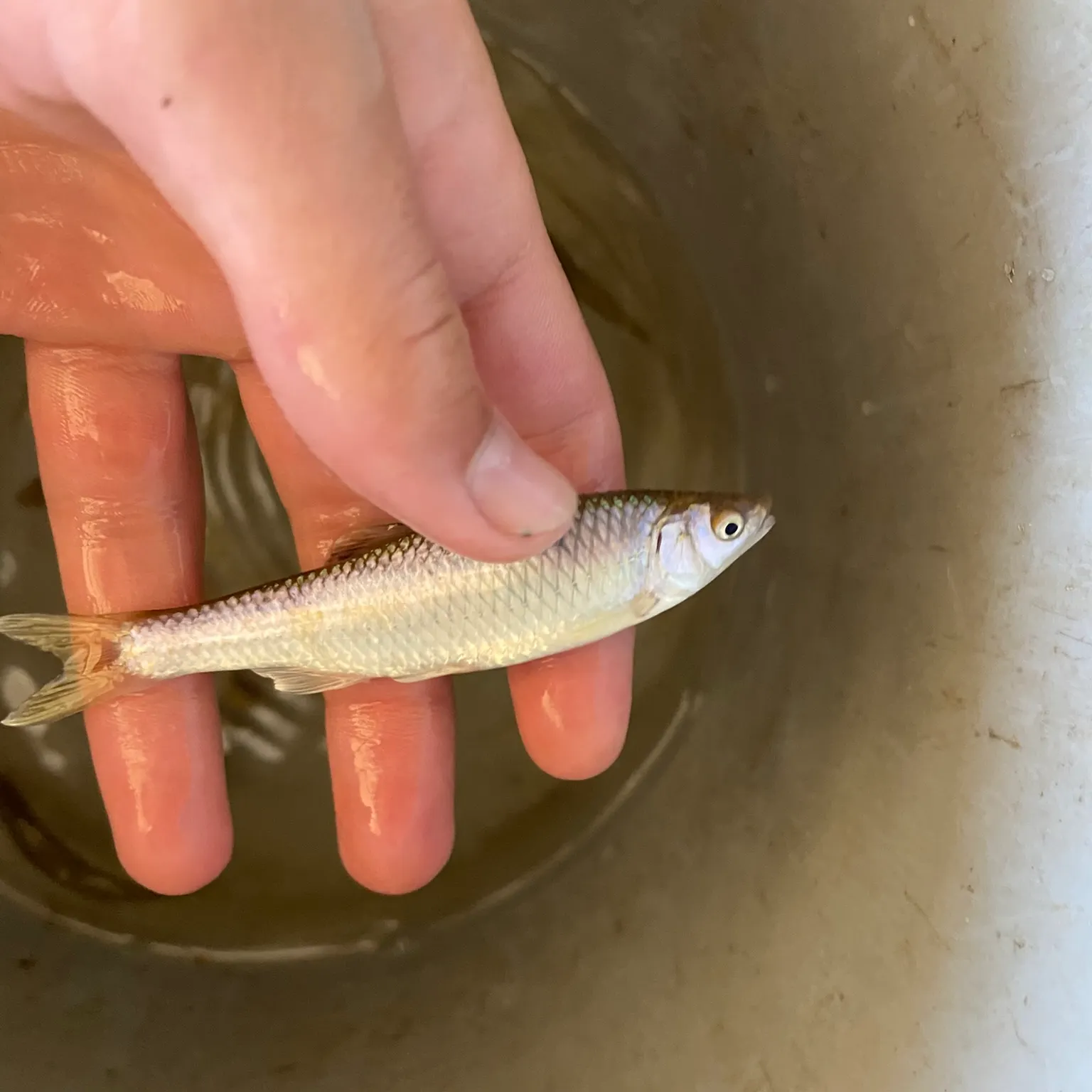 The most recent Spotfin shiner catches on Fishbrain