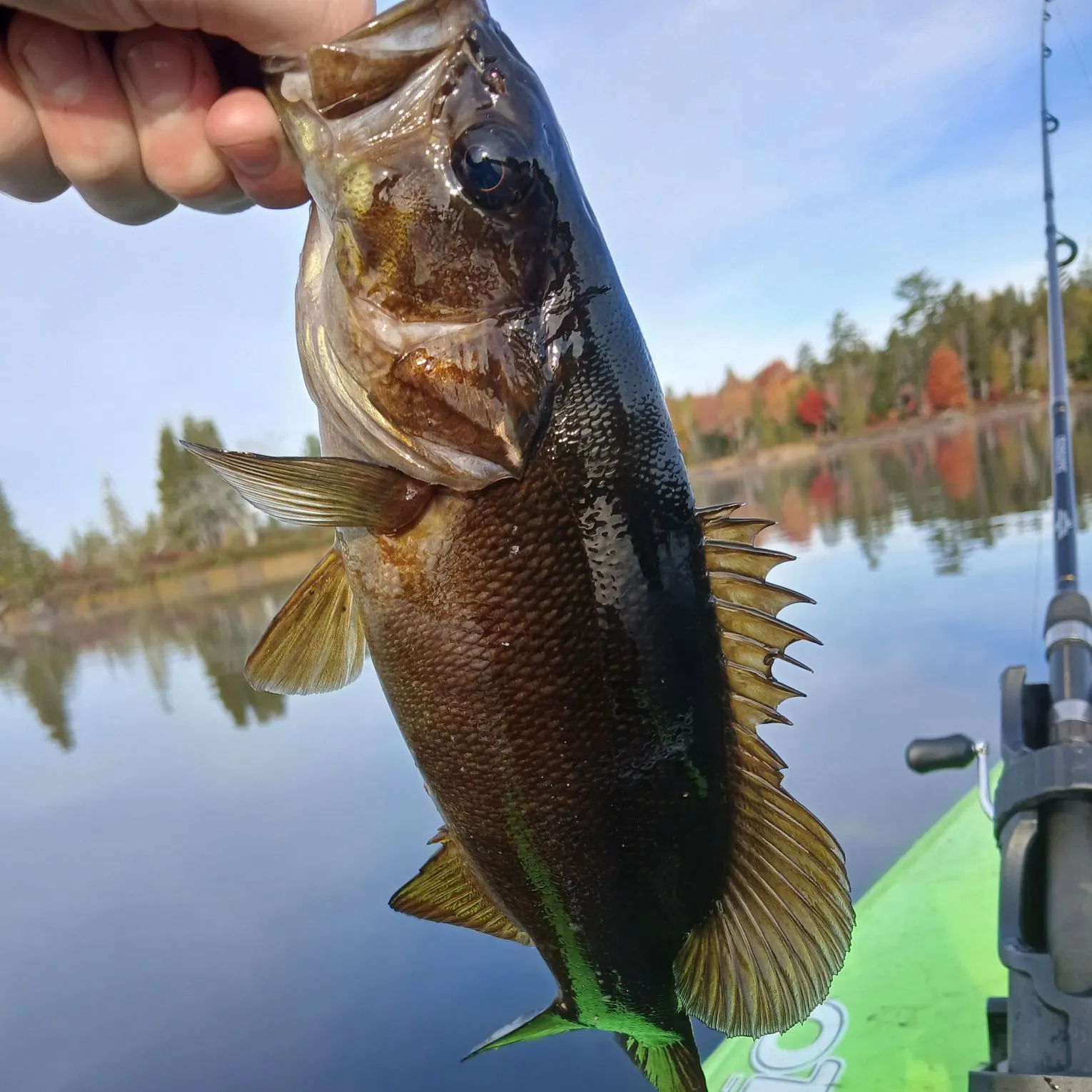 Smallmouth bass caught on Fishbrain
