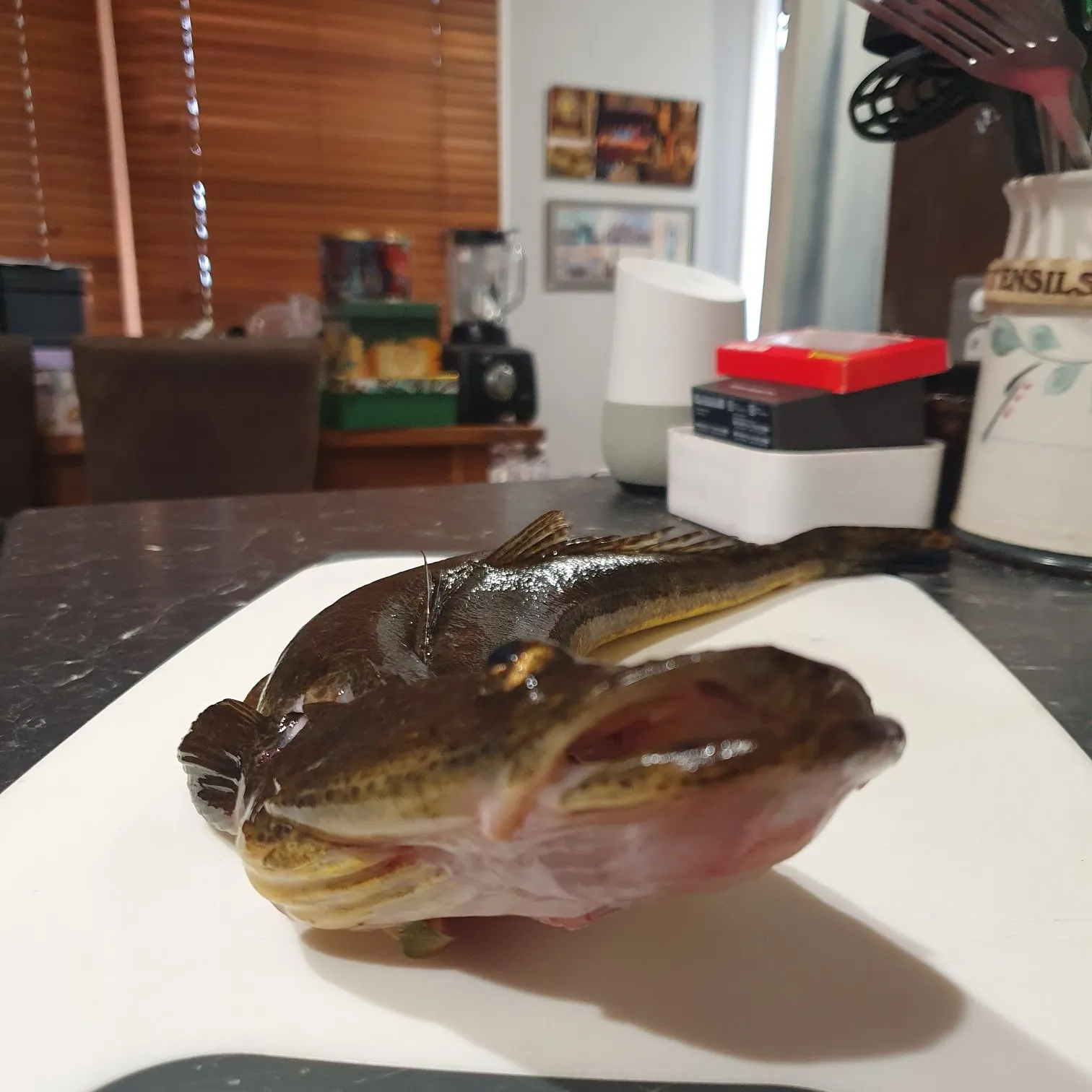 The most recent Dusky flathead catches on Fishbrain