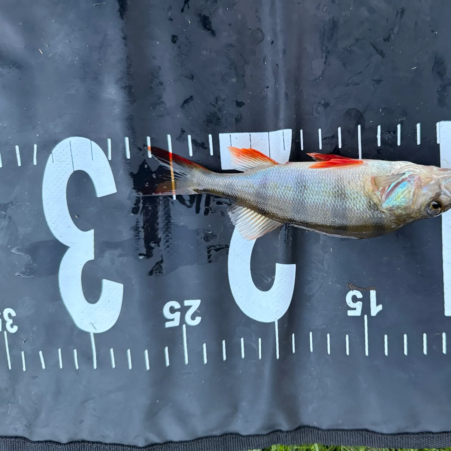 European perch caught on Fishbrain