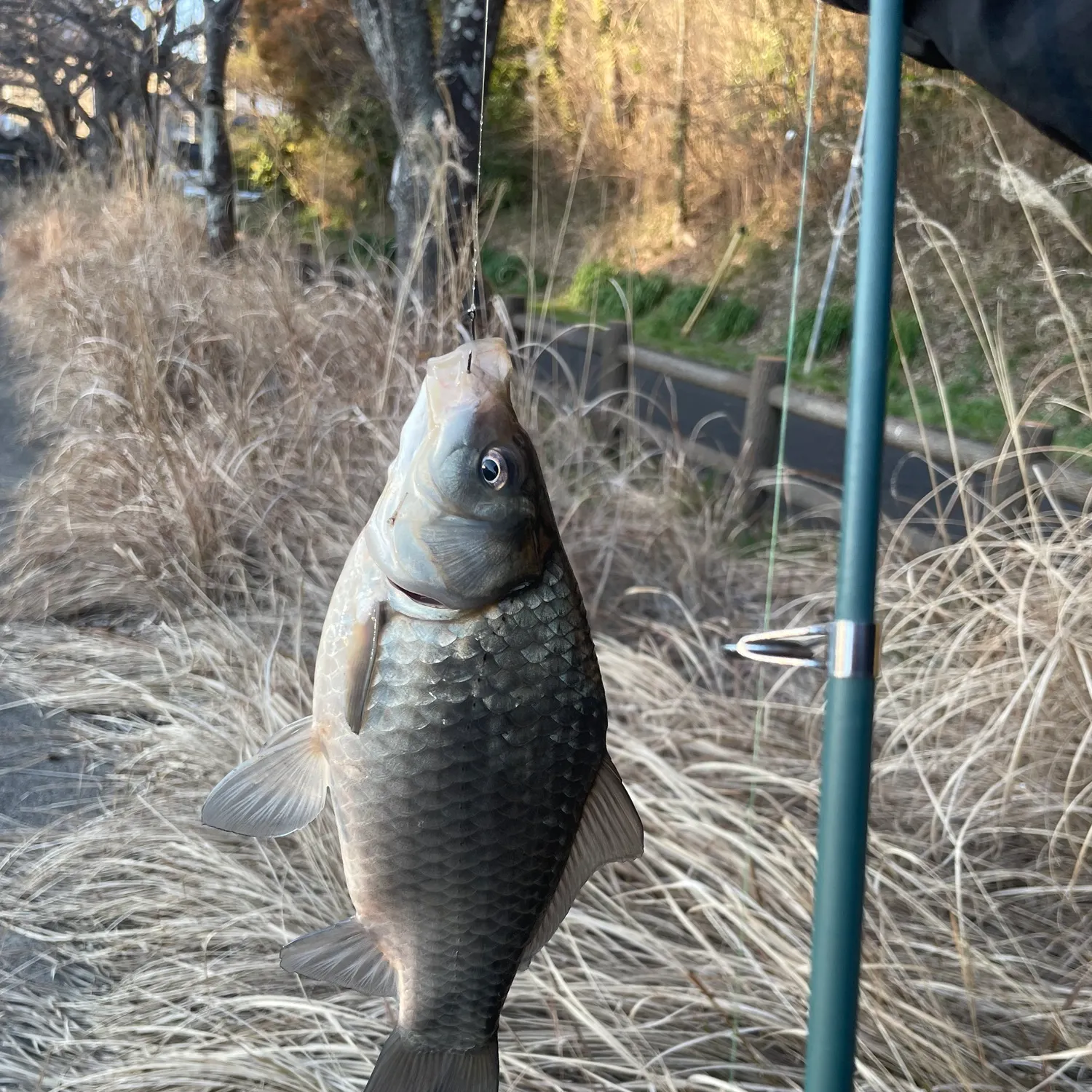 The most recent Japanese white crucian carp catches on Fishbrain