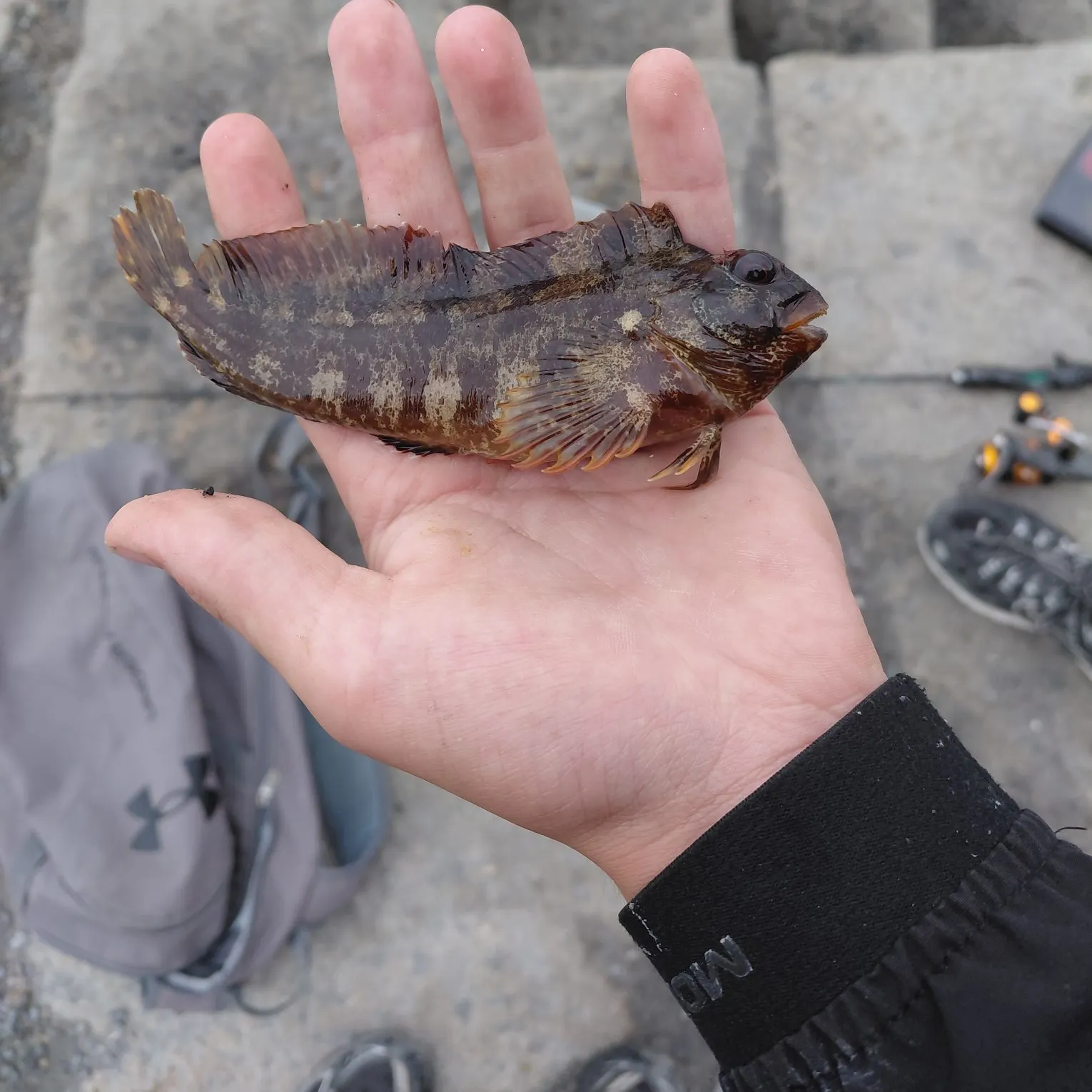 The most recent Tompot blenny catches on Fishbrain
