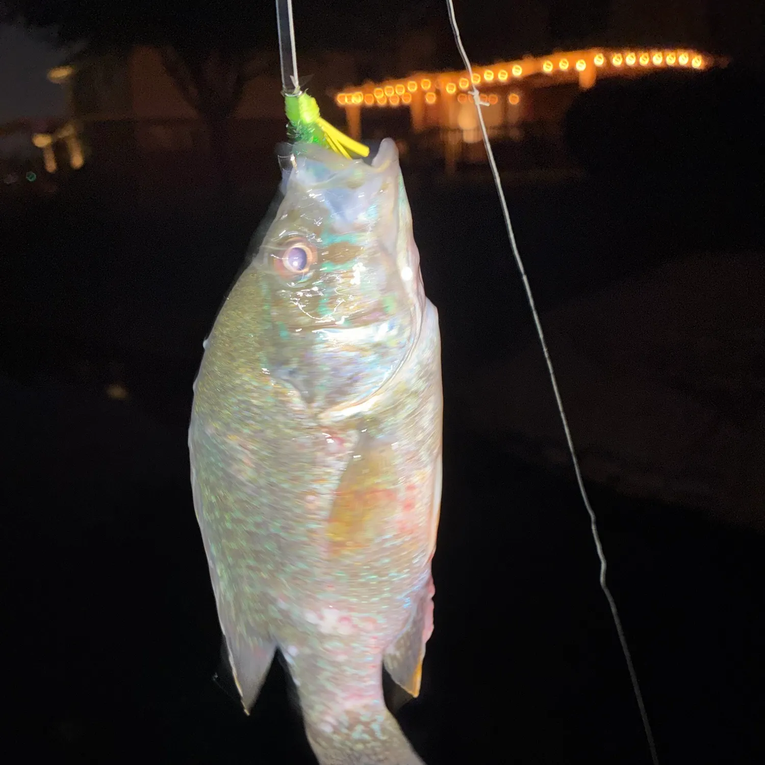 Green sunfish caught on Fishbrain