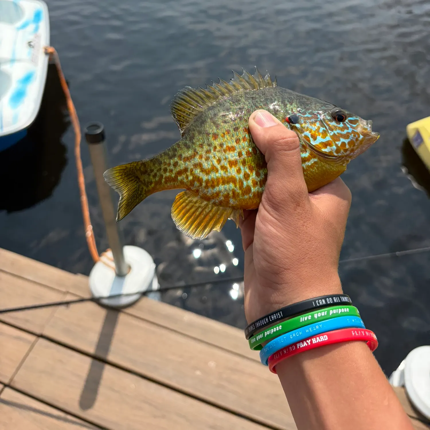 recently logged catches