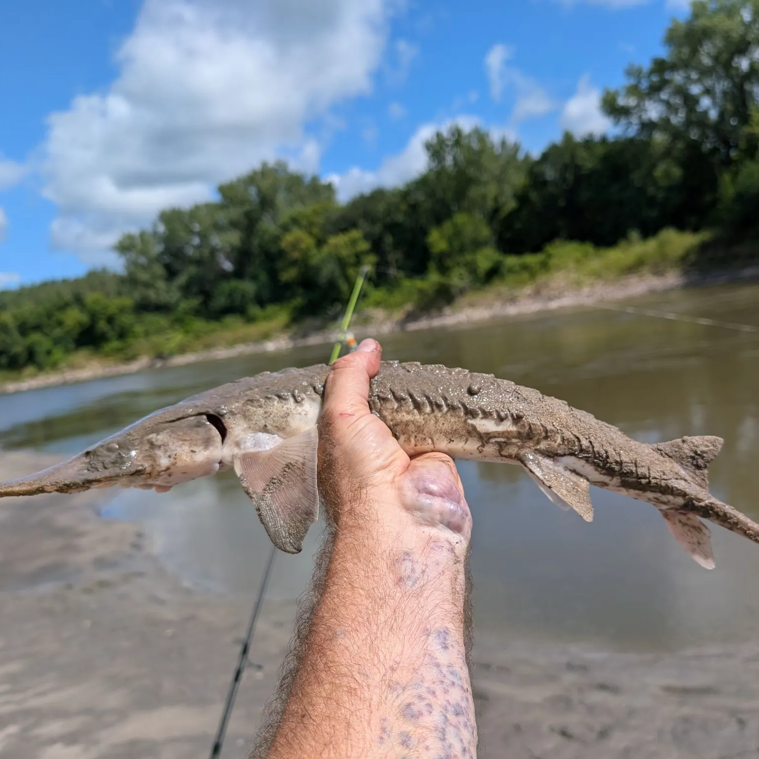 The most recent Shovelnose sturgeon catches on Fishbrain