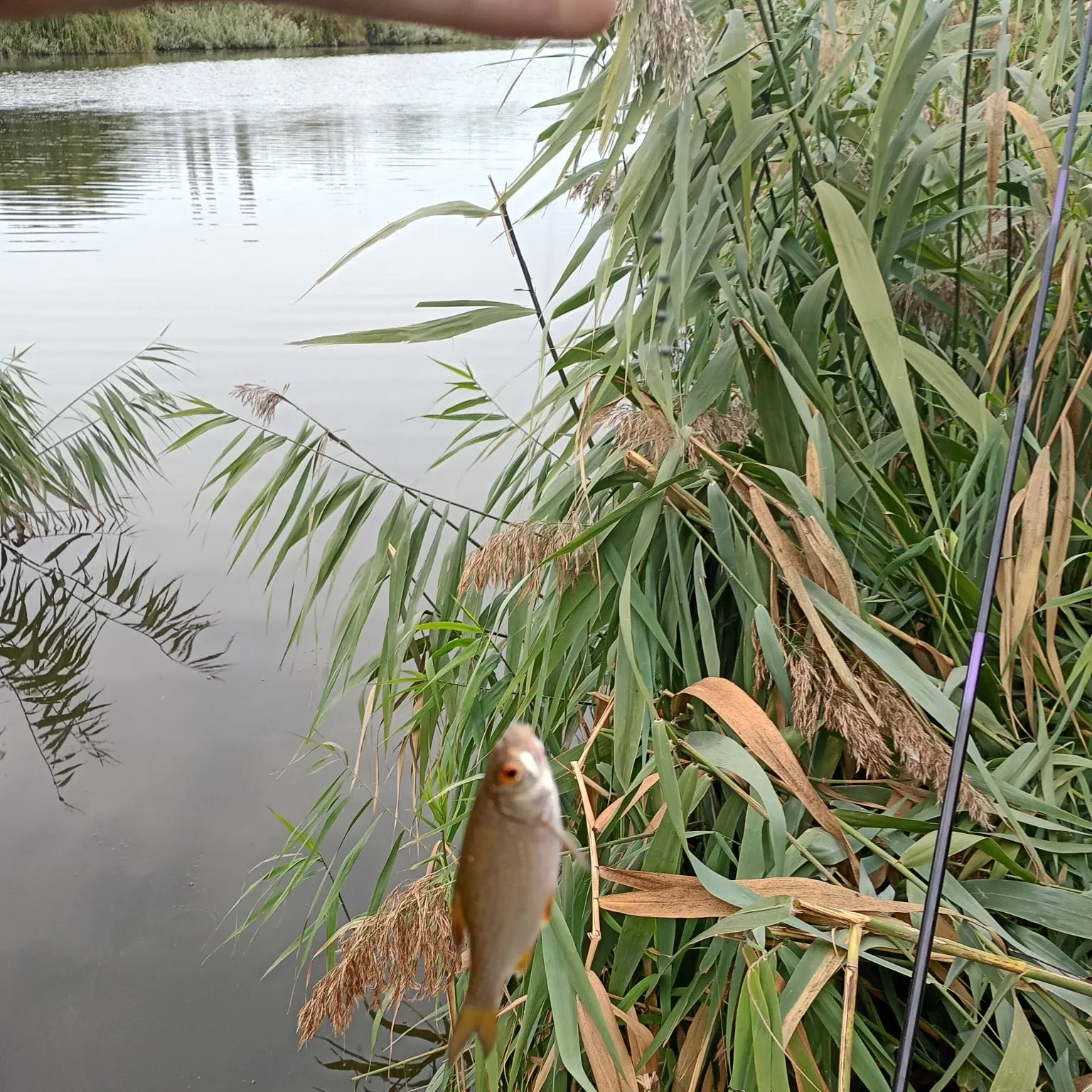 Common roach caught on Fishbrain