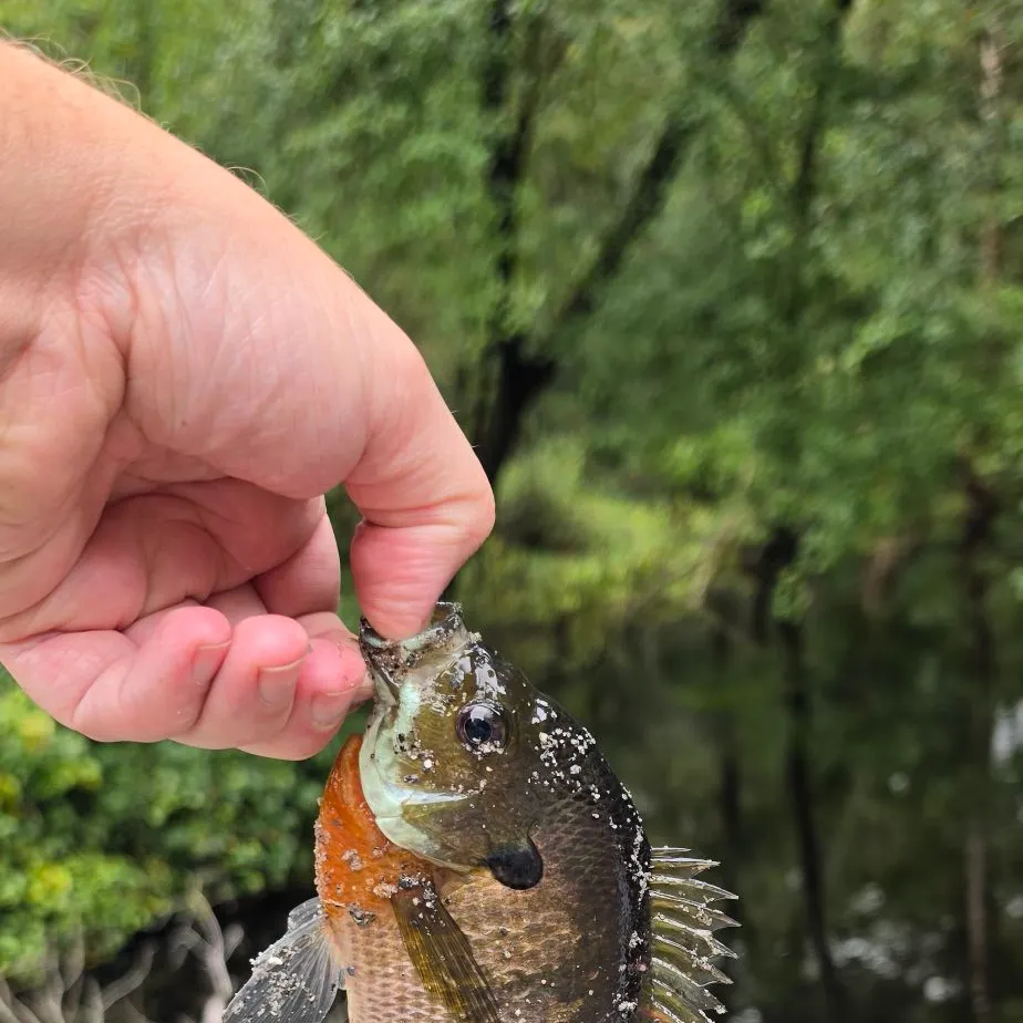 Bluegill caught on Fishbrain