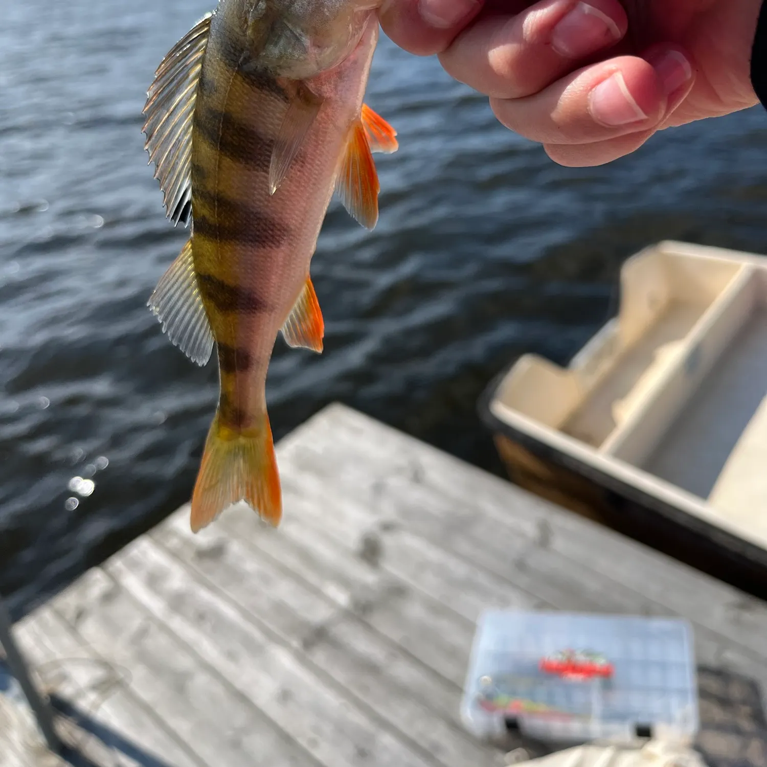 European perch caught on Fishbrain
