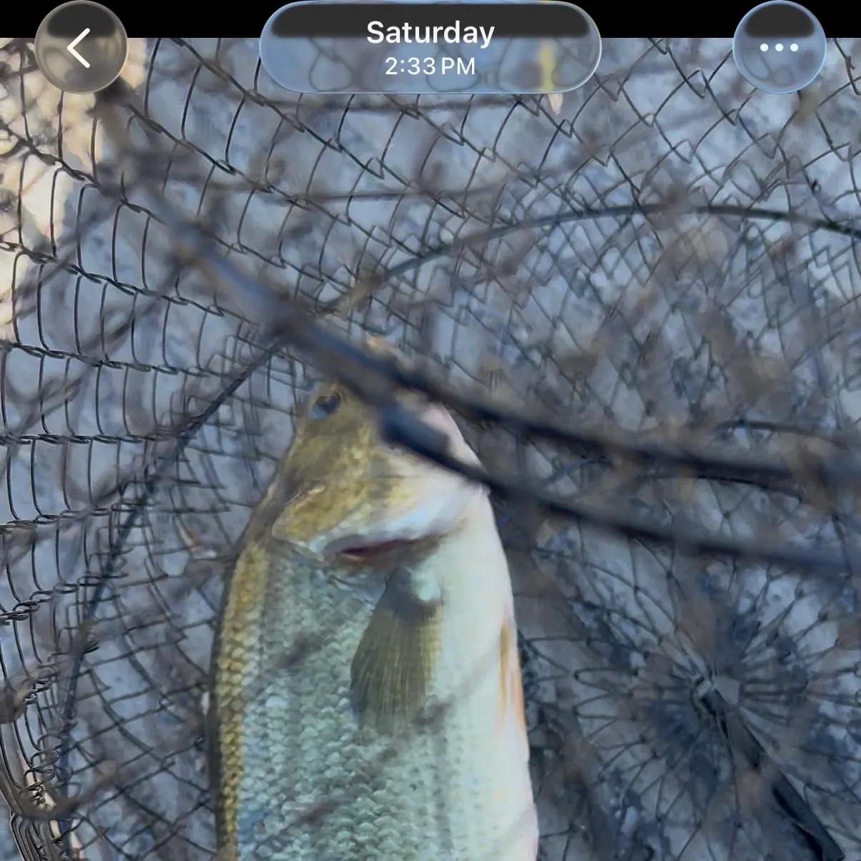 Largemouth bass caught on Fishbrain