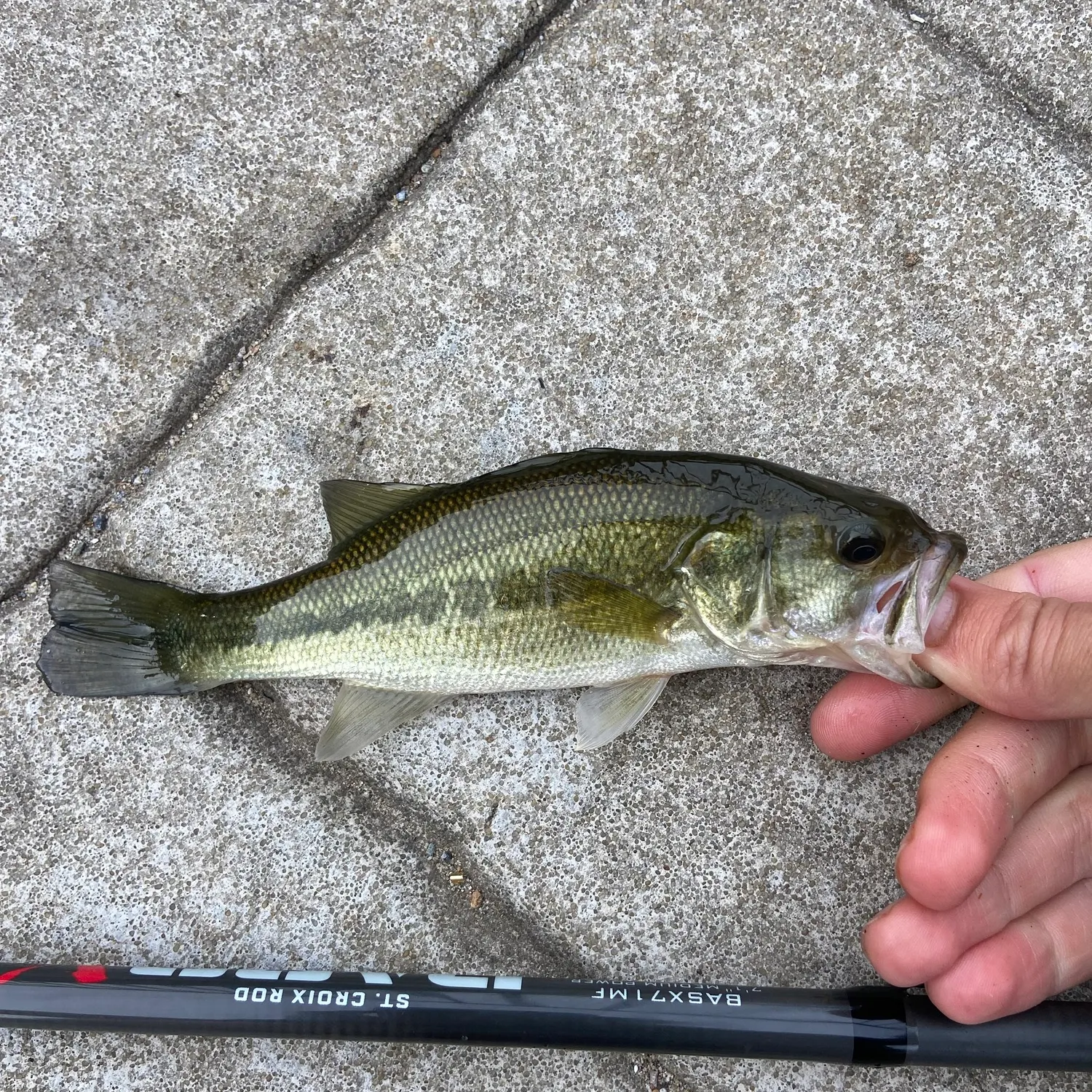 Largemouth bass caught on Fishbrain