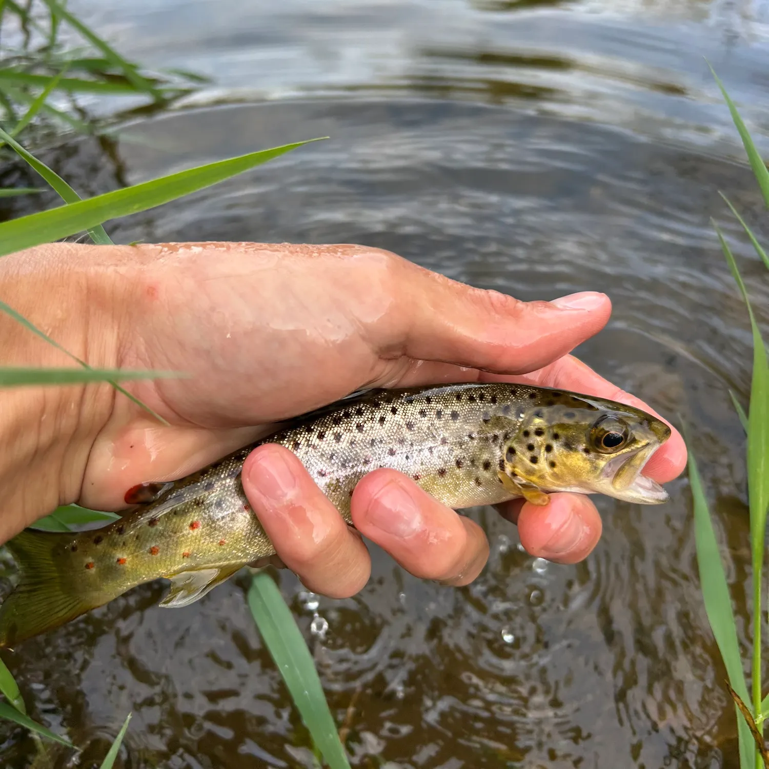 Brown trout caught on Fishbrain