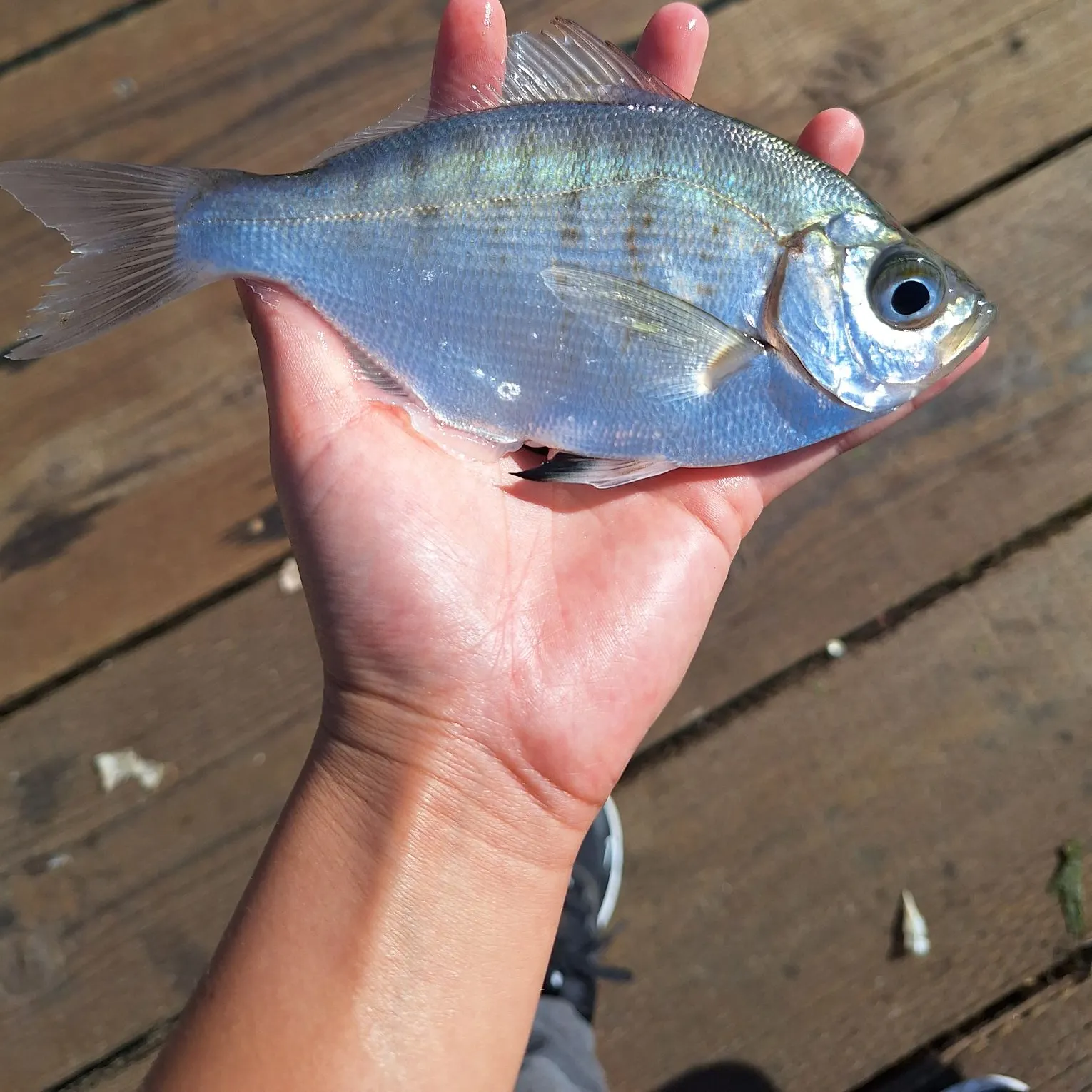 The most recent Walleye surfperch catches on Fishbrain