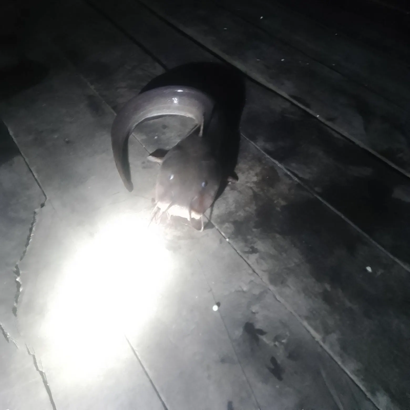 The most recent Sagor sea catfish catches on Fishbrain