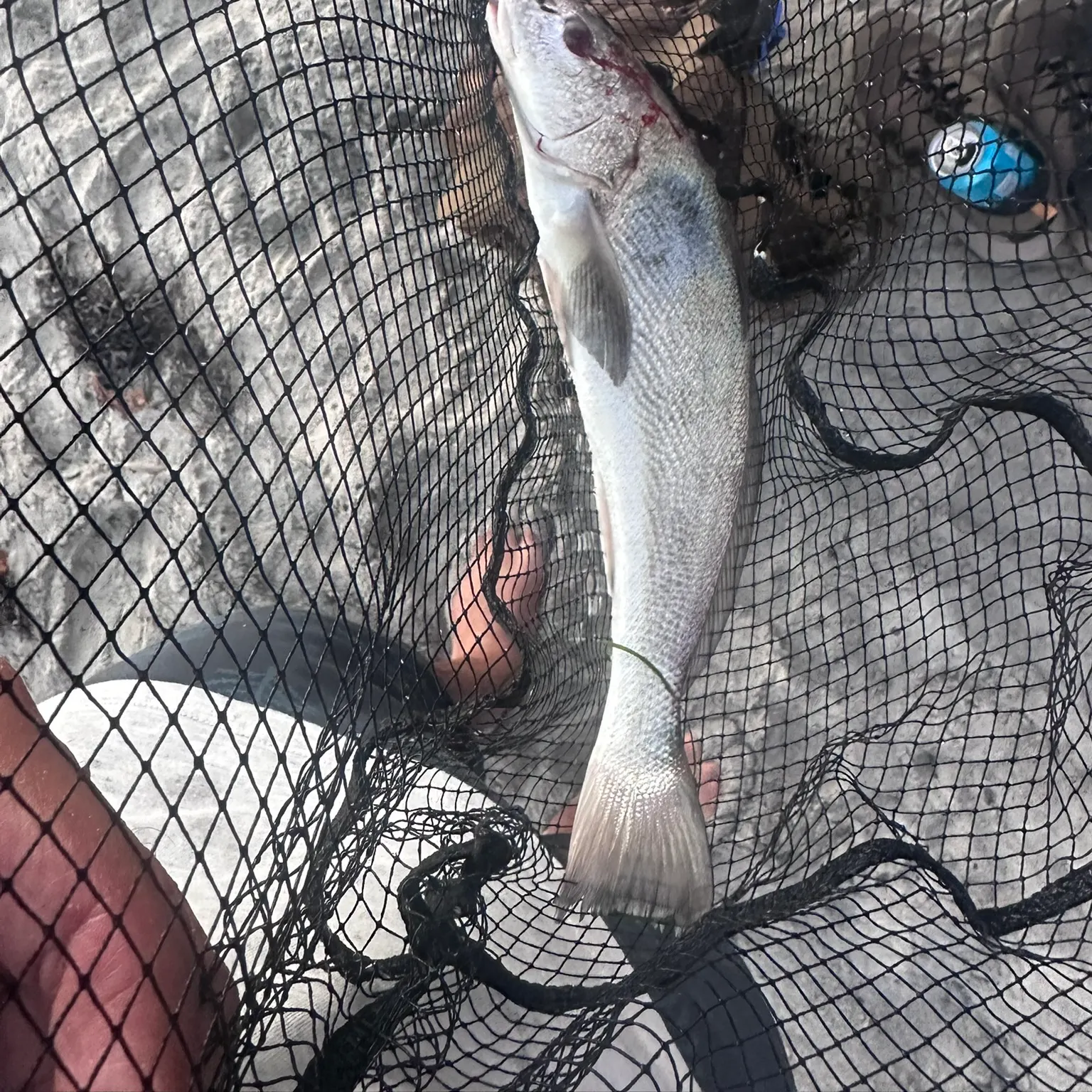 The most recent California corbina catches on Fishbrain