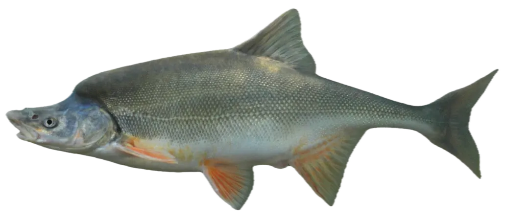 Humpback chub