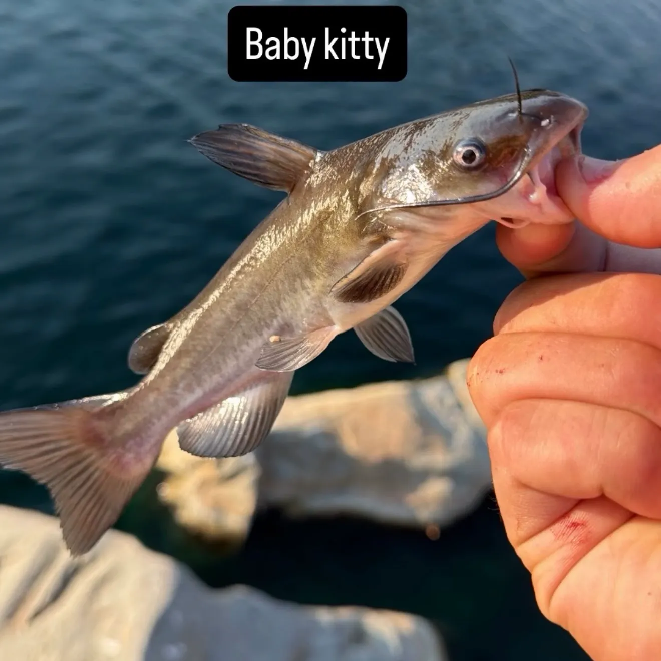 Channel catfish caught on Fishbrain