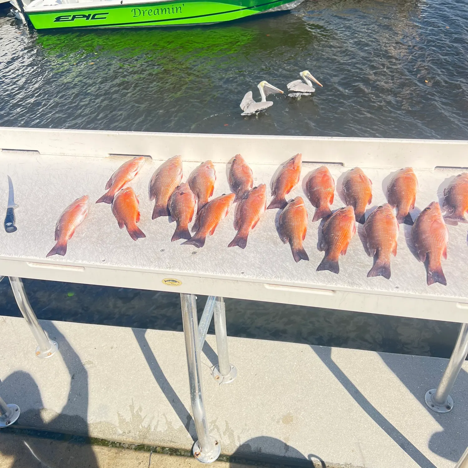 The most recent Northern red snapper catches on Fishbrain
