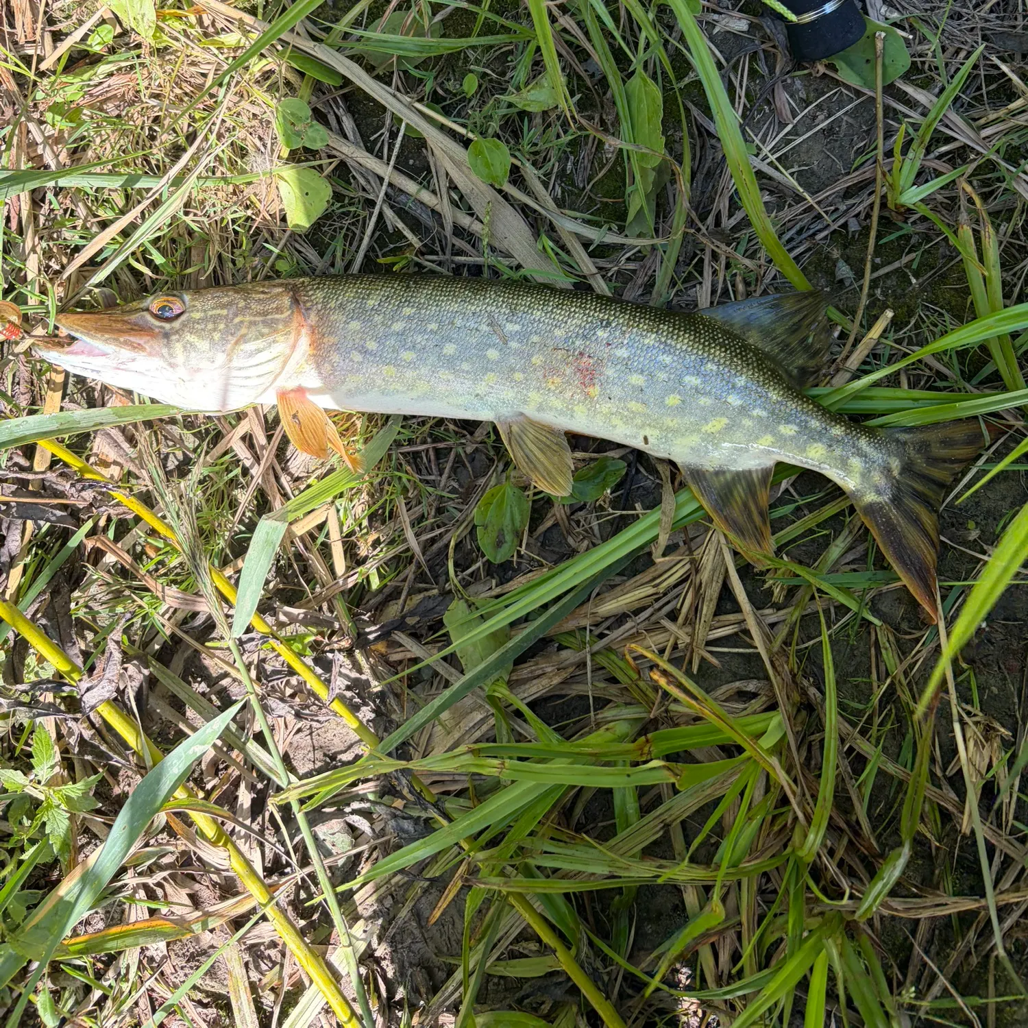 Northern pike caught on Fishbrain