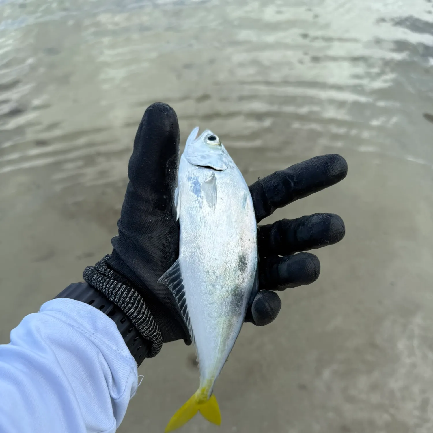 The most recent Leatherjack catches on Fishbrain