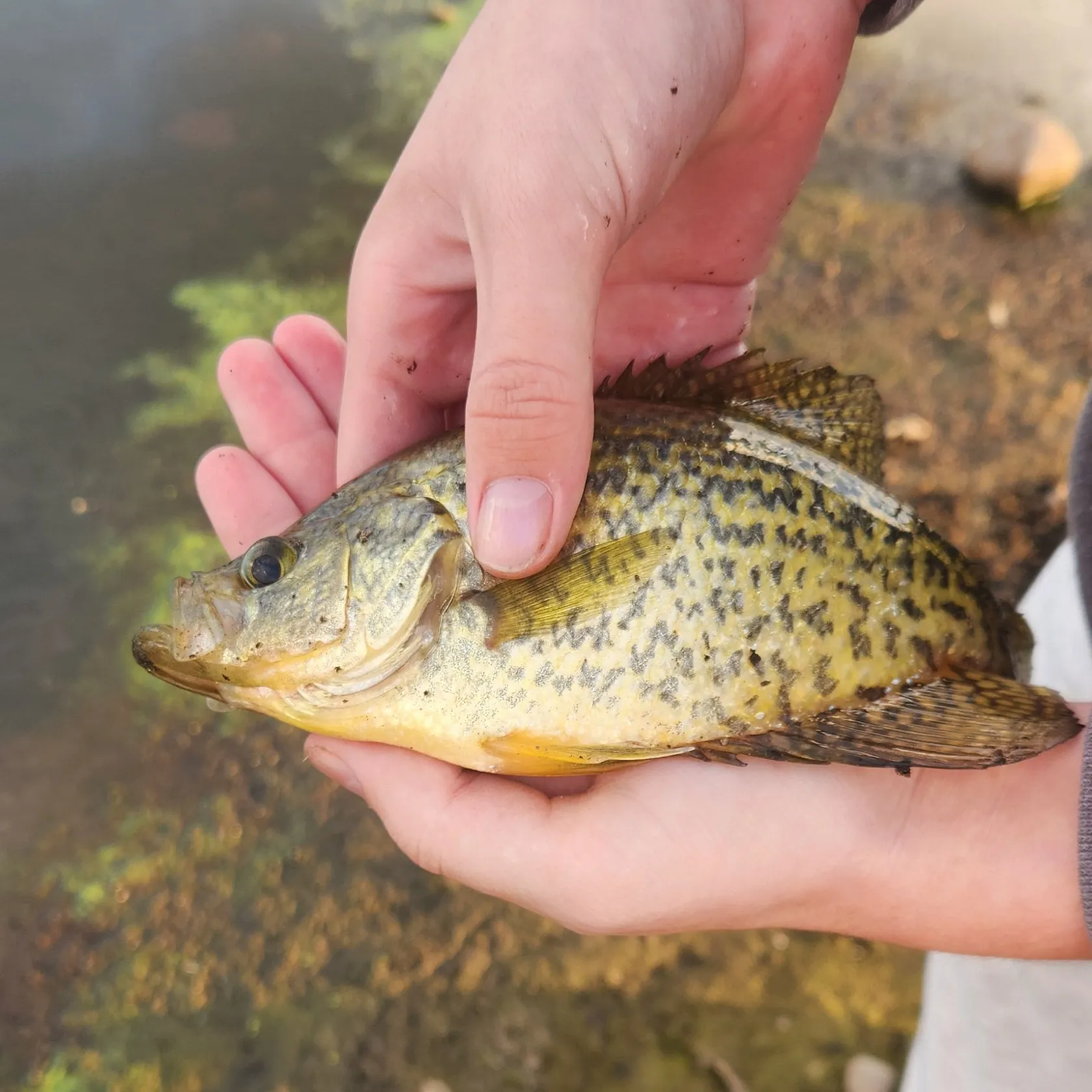 Black crappie caught on Fishbrain