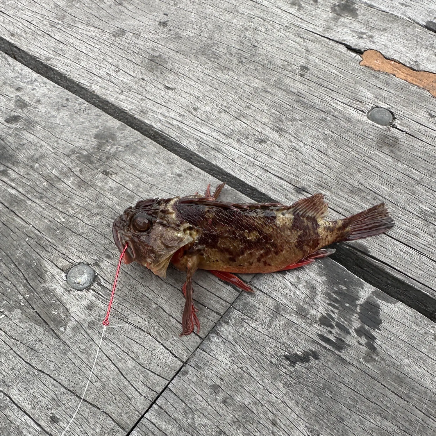 The most recent Red gurnard catches on Fishbrain