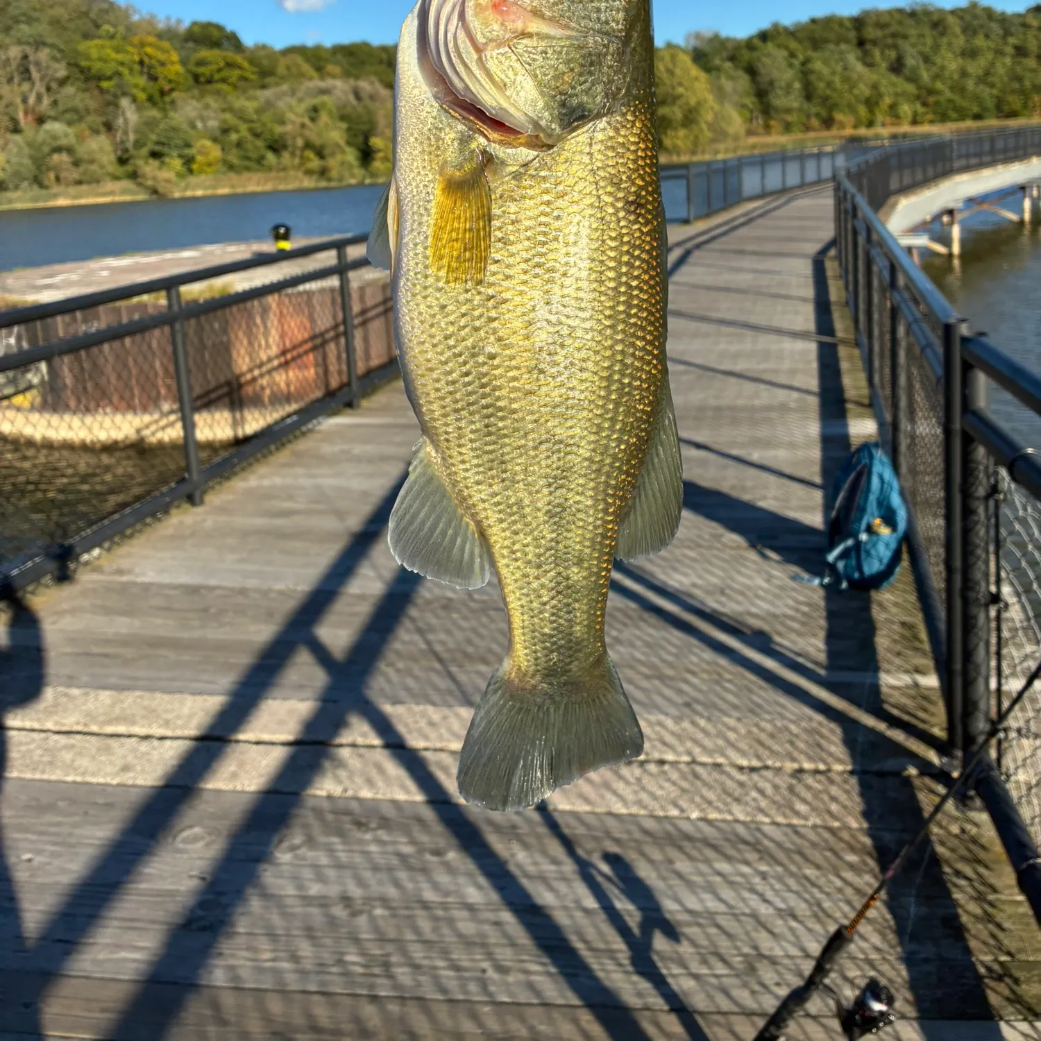 Largemouth bass caught on Fishbrain